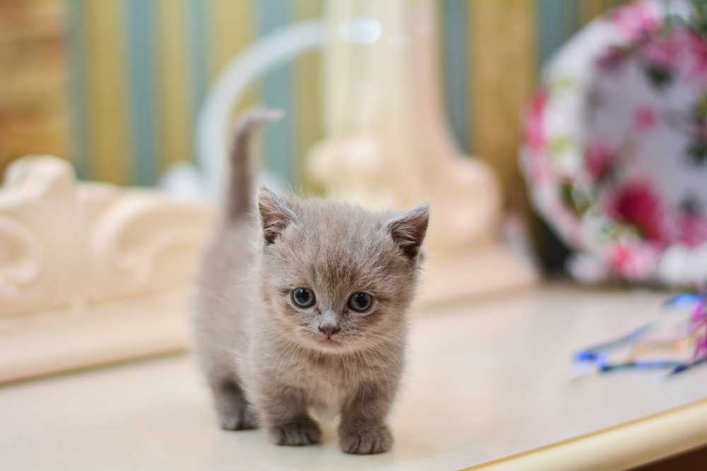 Discover the Charming World of Munchkin Cats