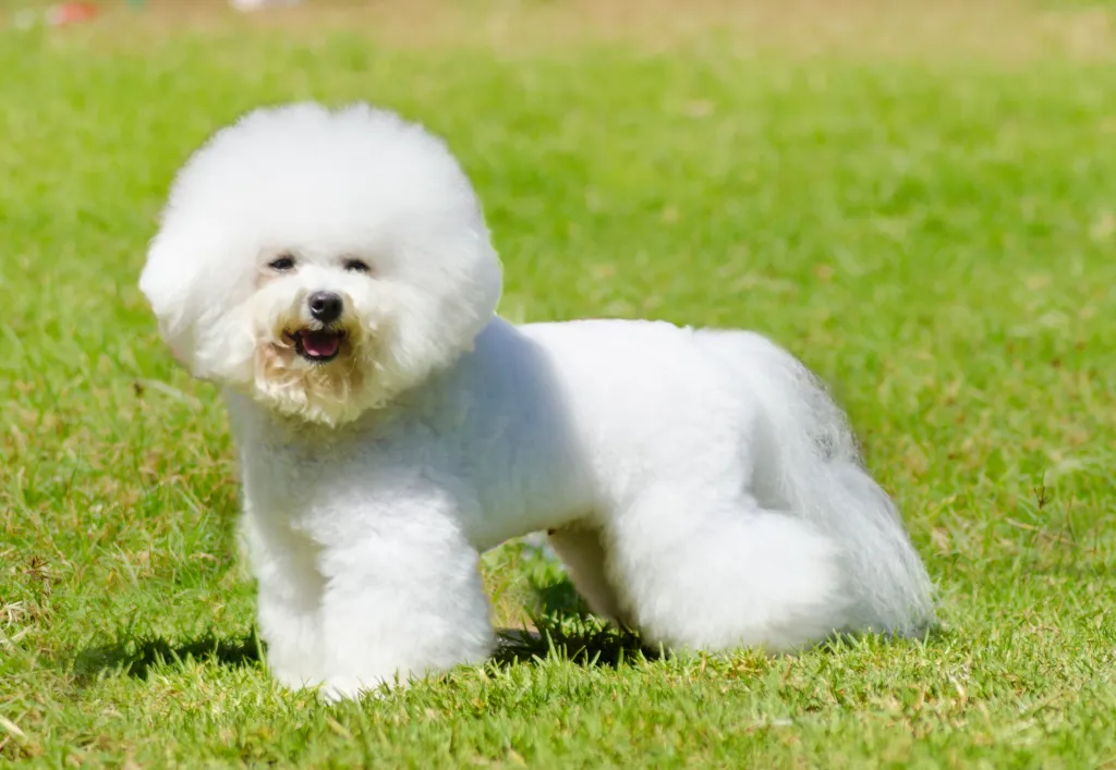 Explore the Enchanting Appeal of Bichon Frise with Captivating Images