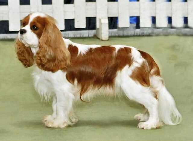 Explore the ancestry and heritage of the Cavalier King Charles