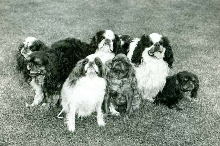Discover the origins of the Cavalier King Charles