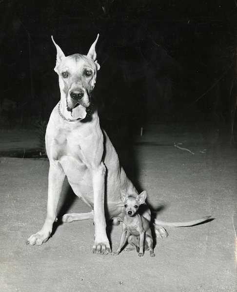 Uncover the History of the Great Dane