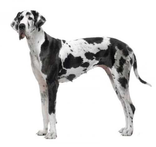 Explore the Background and Beginnings of the Great Dane Breed