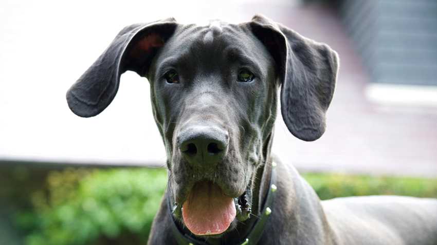 Discover the history and origins of the Great Dane breed