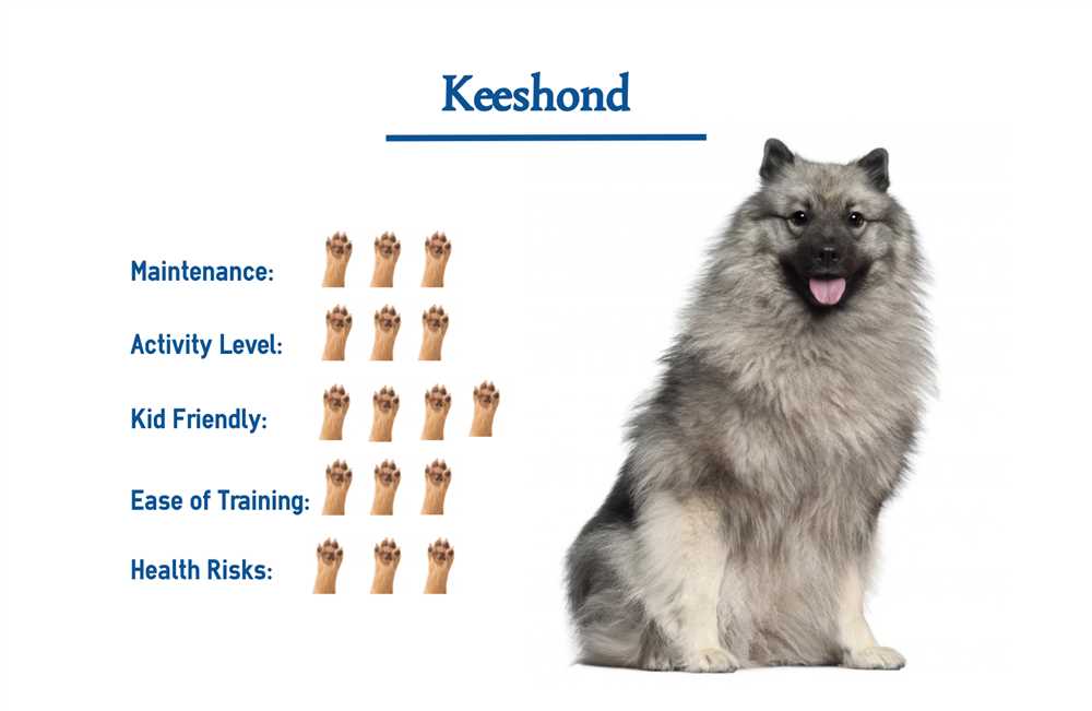 Discover the Keeshond Dog Breed through Pictures: A Visual Guide