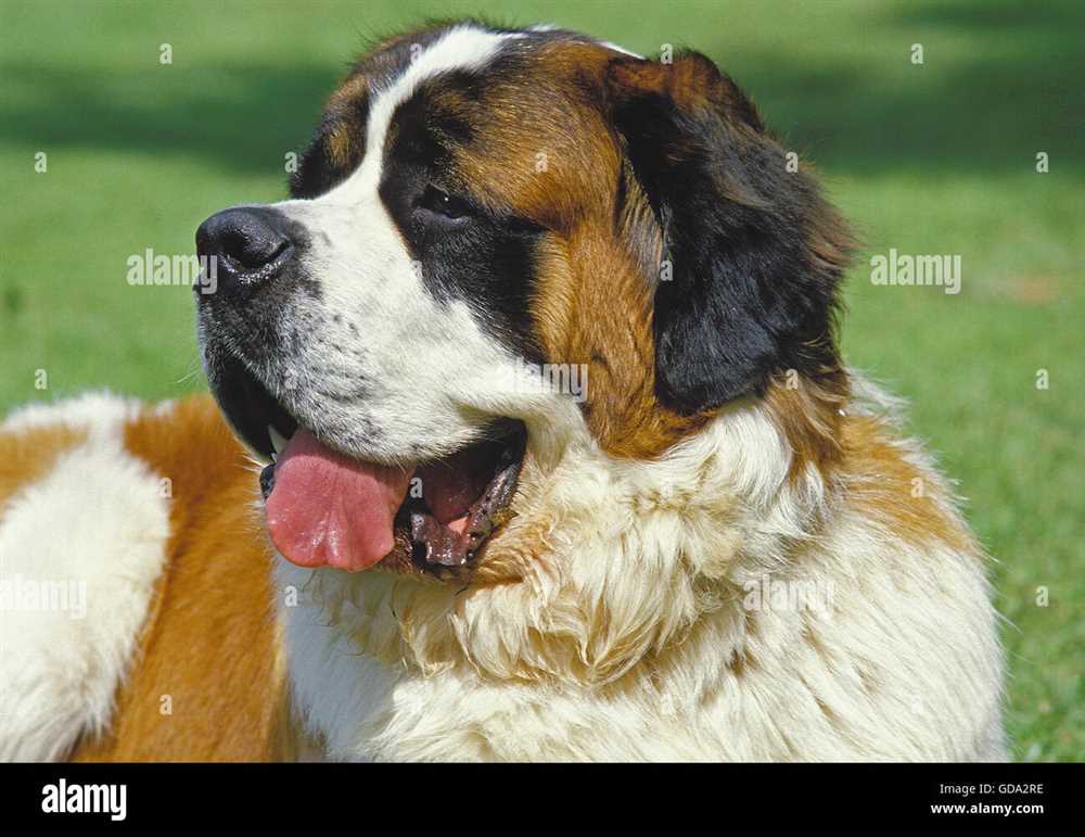 Uncover the Splendor of Saint Bernard Dog Breed in These Captivating Photos