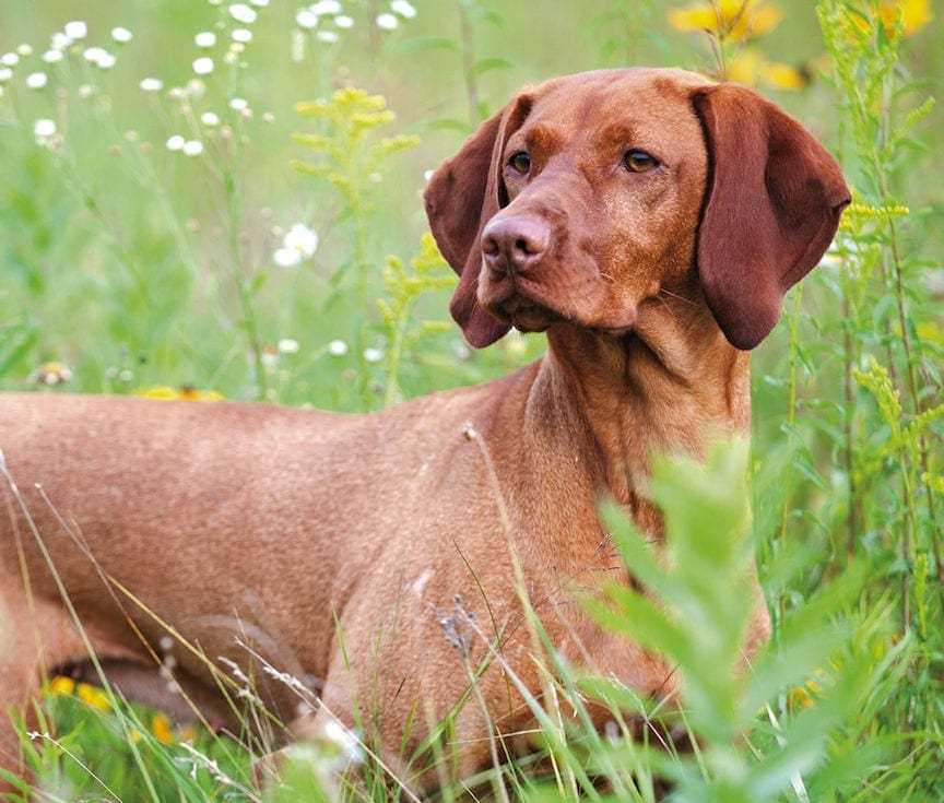 Discover the stunning beauty of the Vizsla dog breed through pictures