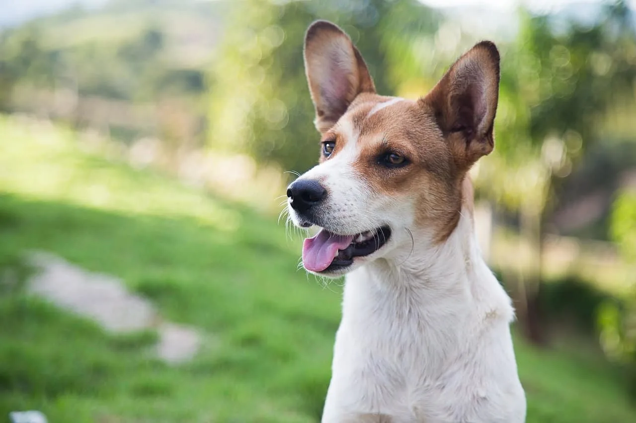 Exploring the World of Mixed Breed Dogs