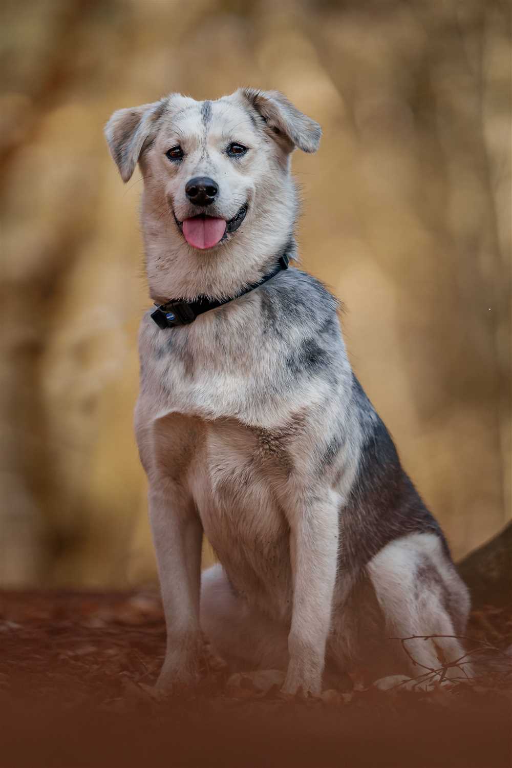 Discover the Alluring Beauty and Charm of Mixed Breed Dogs