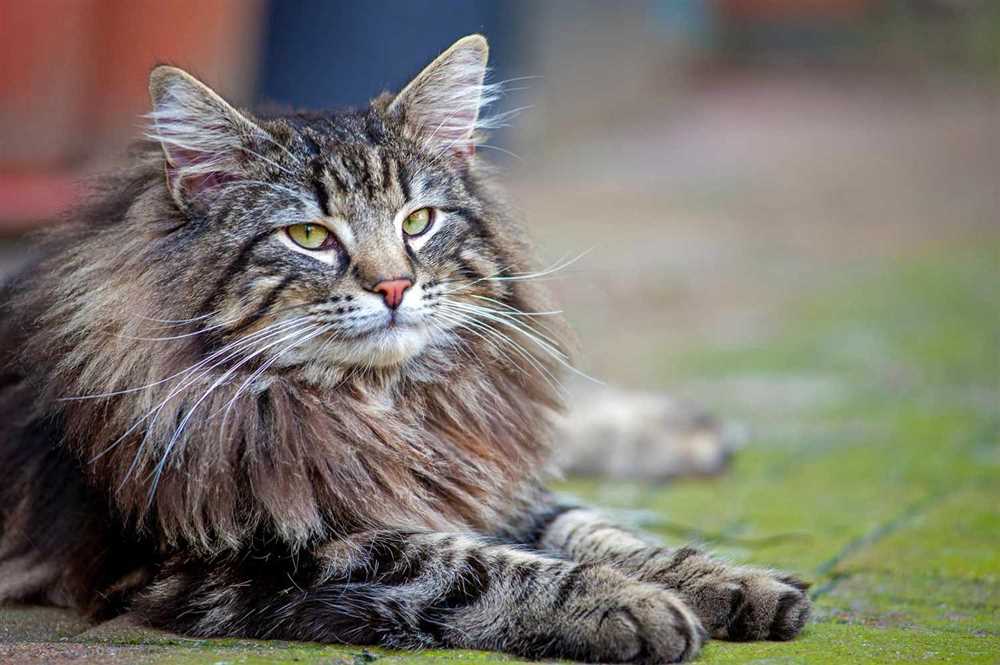 Discover the Exquisite Beauty of Norwegian Forest Cat Breed