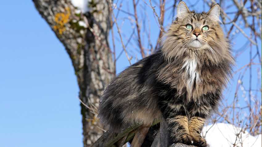 Uncovering the Norwegian Forest Cat's Character