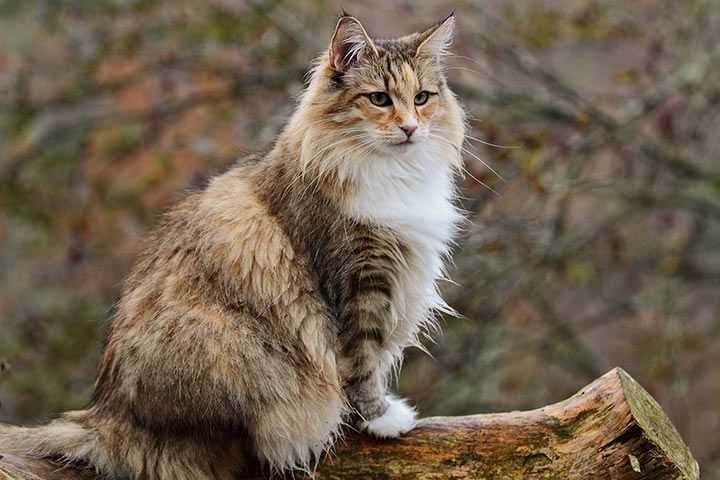 Appreciating the Beauty of the Norwegian Forest Cat