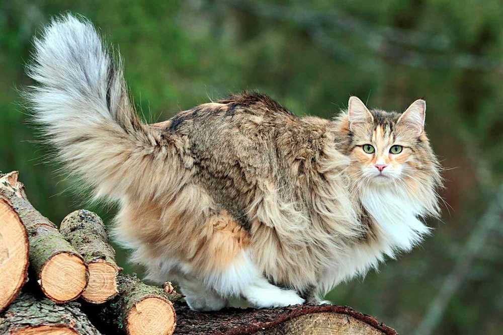 Discovering the Endearing Personality of the Norwegian Forest Cat Breed