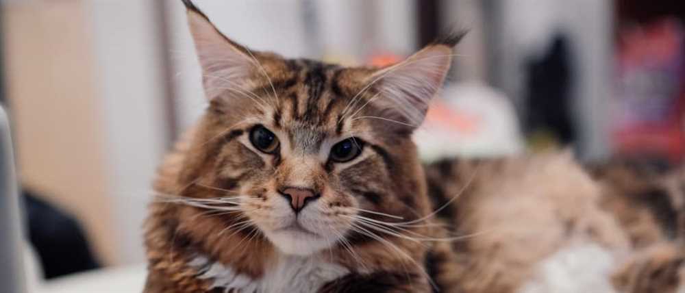Discovering the Origins and History of the Maine Coon Cat Breed