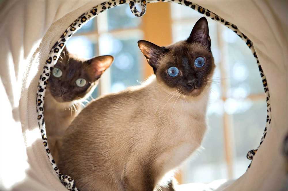 Appearance of the Tonkinese Cat: An Elegant and Unique Feline
