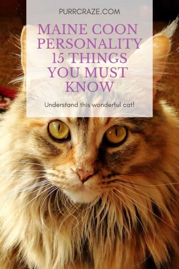 Exploring the Uncommon Qualities of Maine Coon Cats