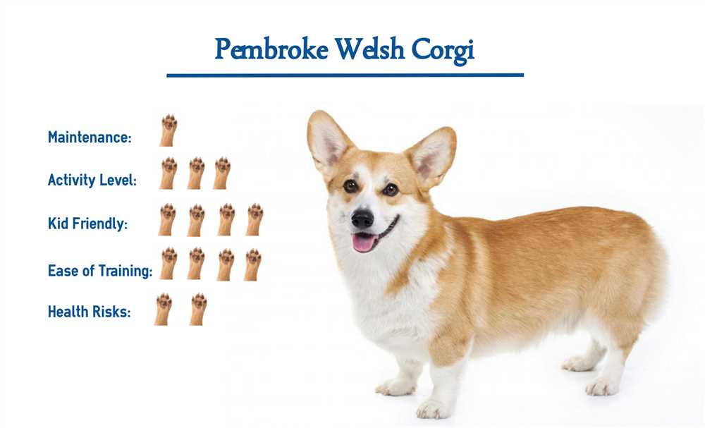 Discover the Charming Appearance of Pembroke Welsh Corgis