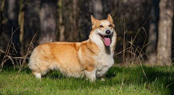 Dive into the World of Pembroke Welsh Corgis: Enchanting Breed Pictures and Characteristics