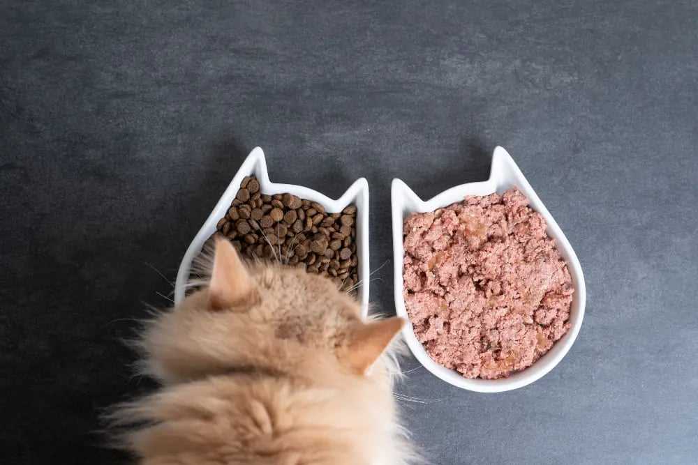 Exploring the Pros and Cons of Dry Cat Food
