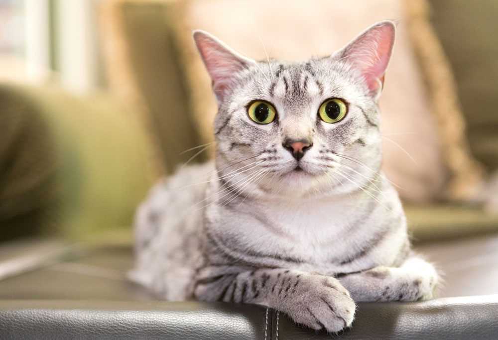 Egyptian Mau Cat Breed in Pictures: A Visual Tribute to their Grace and Elegance