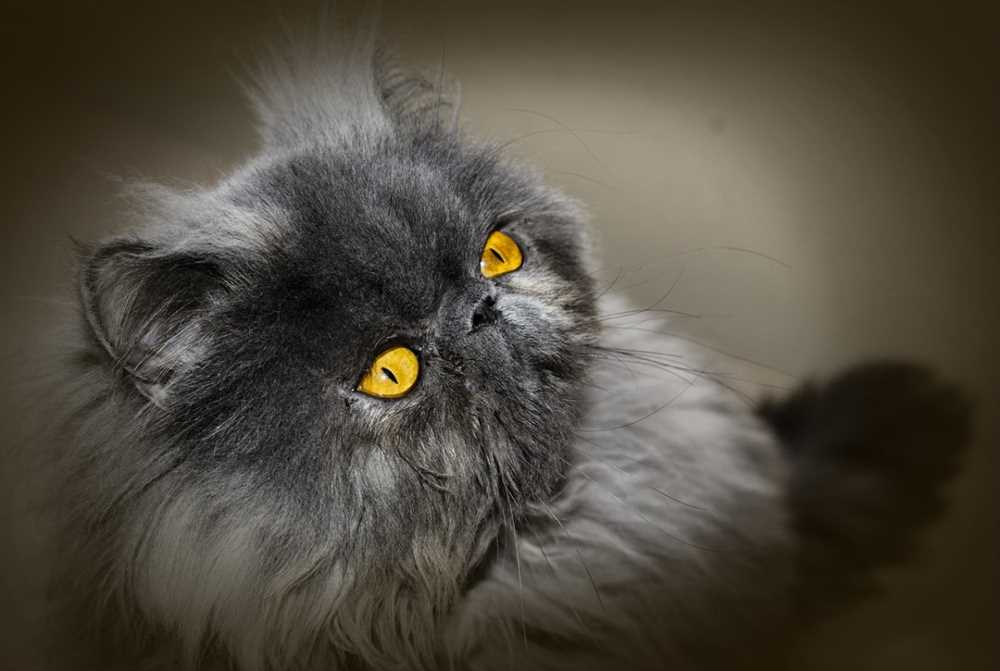 Enchanting Persian Cat Breed: Stunning Pictures of the Feline Aristocracy