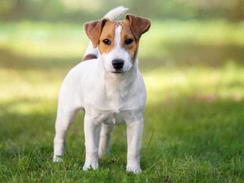 Origins and History of Jack Russell Terriers