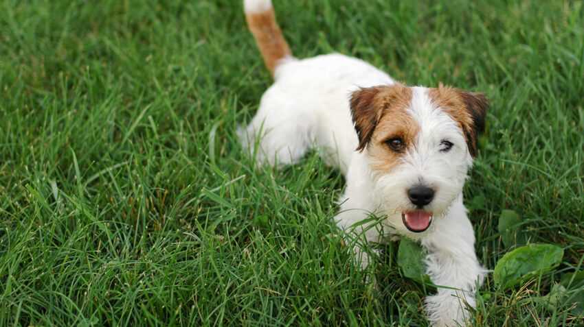 Everything You Need to Know About Jack Russell Terriers