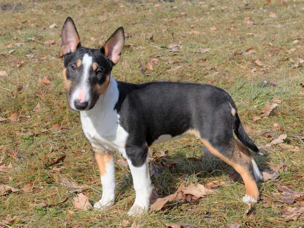 All You Need to Know About Miniature Bull Terriers: Breed Traits and Personality