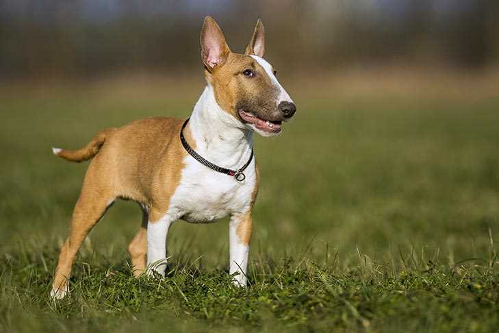 Everything You Need to Know About Miniature Bull Terriers: Breed Characteristics and Temperament