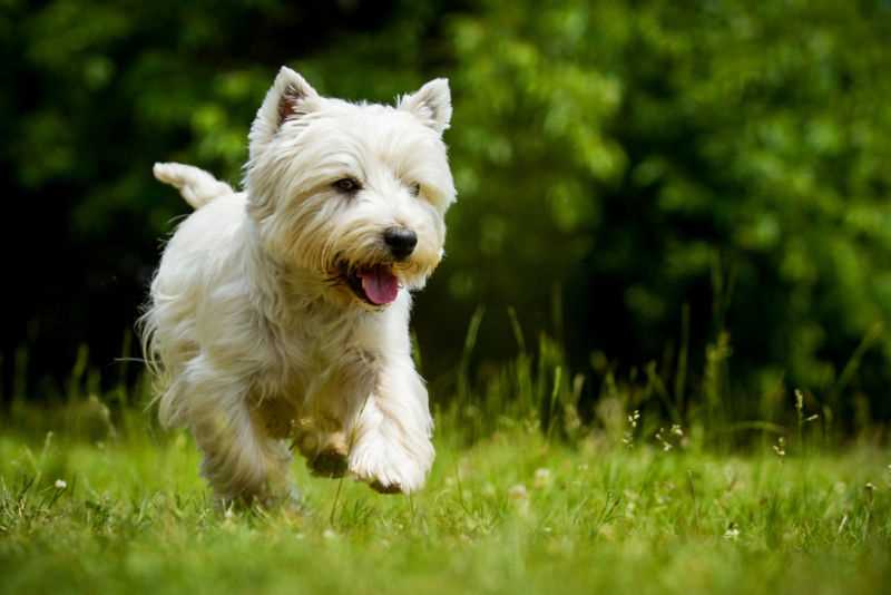 Comprehensive guide to owning West Highland White Terriers
