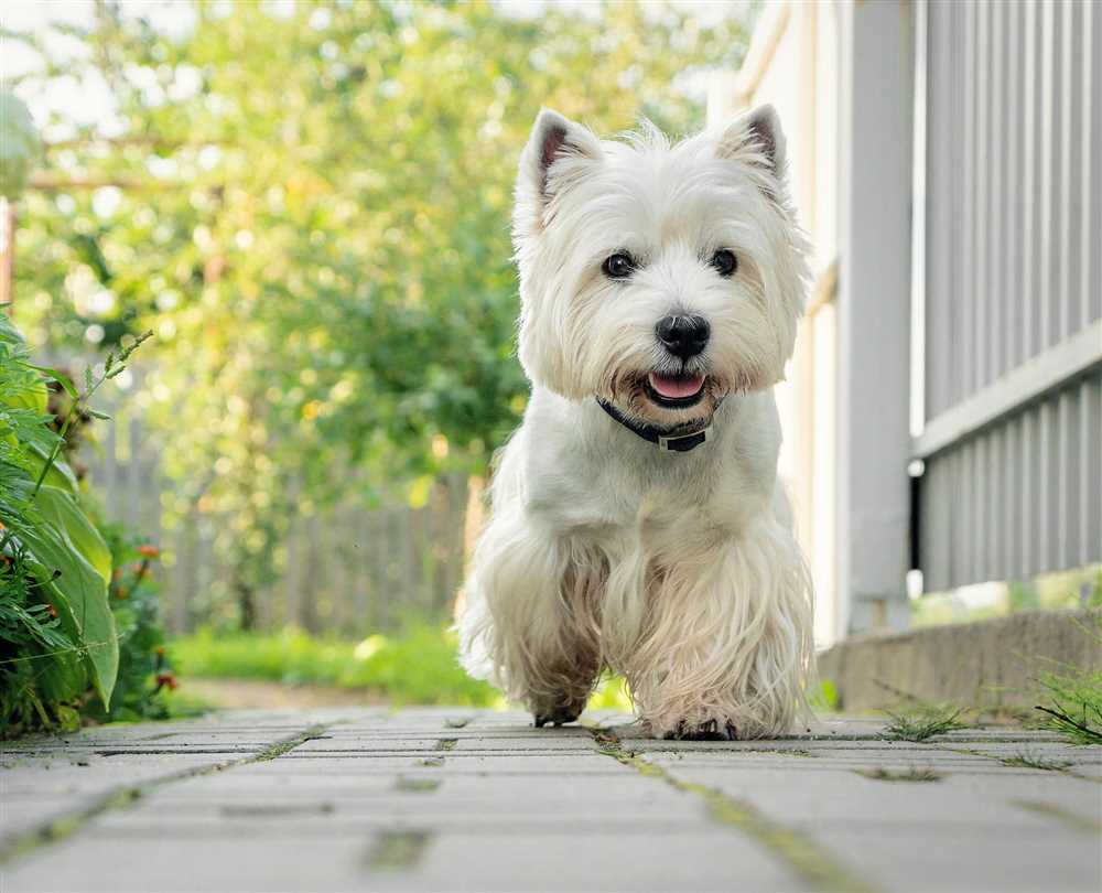 Everything you should know about West Highland White Terriers