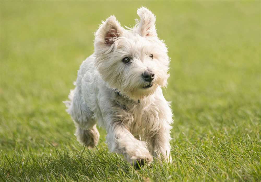 Everything you need to know about West Highland White Terriers