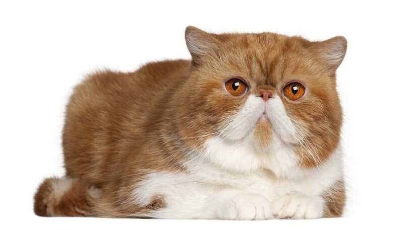 Exotic Shorthair Cats: A Perfect Blend of Persian Elegance and Shorthair Practicality