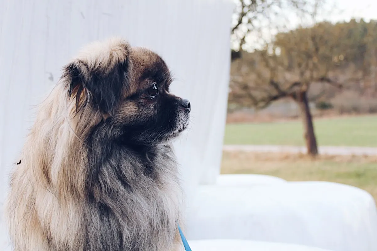 Experience the Beauty of Pekingese Dogs through Captivating Pictures