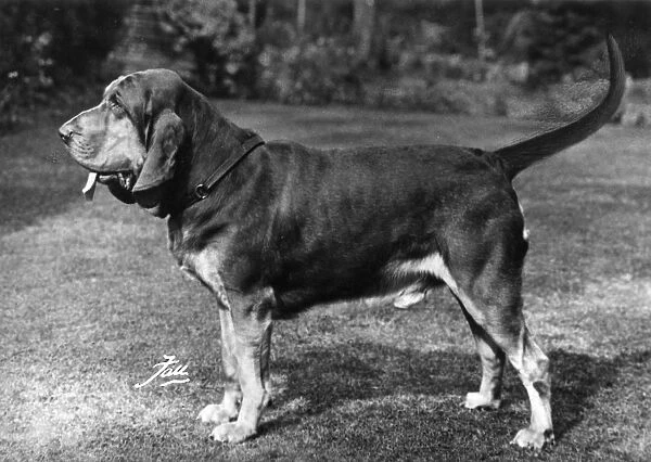 Unveiling the Fascinating Bloodhound Breed
