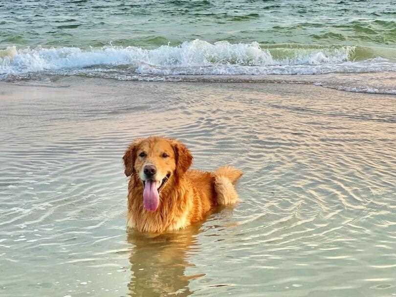 Experience the Joy and Elegance of the Golden Retriever Dog Breed in These Unforgettable Pictures