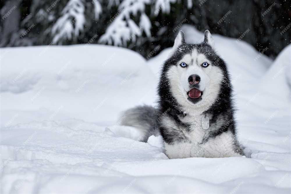 Experience the Enchantment of the Siberian Husky Breed