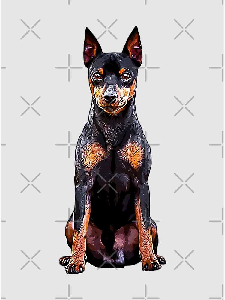 Uncover the stunning beauty of the Miniature Pinscher