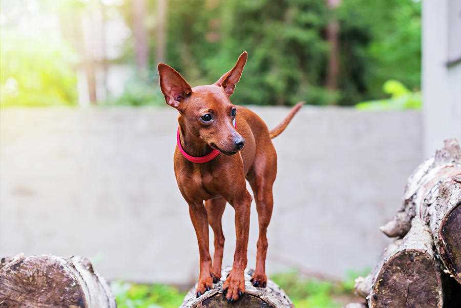 Discover the captivating charm of the Miniature Pinscher
