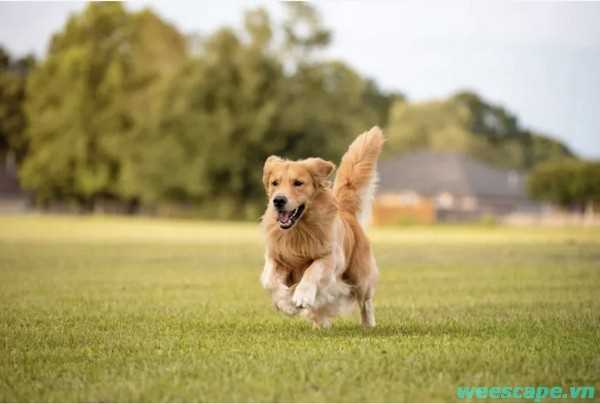 Learn about the Affectionate Nature of Golden Retrievers