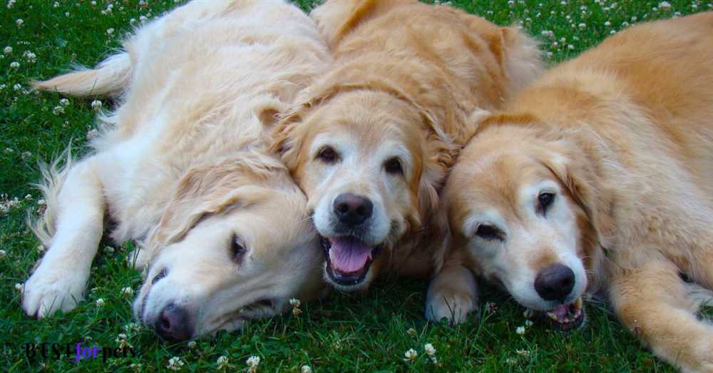 Explore the Endearing Personality of the Golden Retriever Dog Breed with Heartwarming Photos