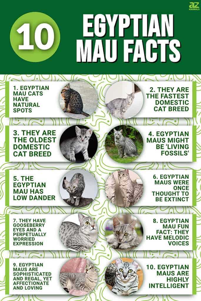 Explore the Majestic Egyptian Mau: Stunning Breed Pictures and Facts
