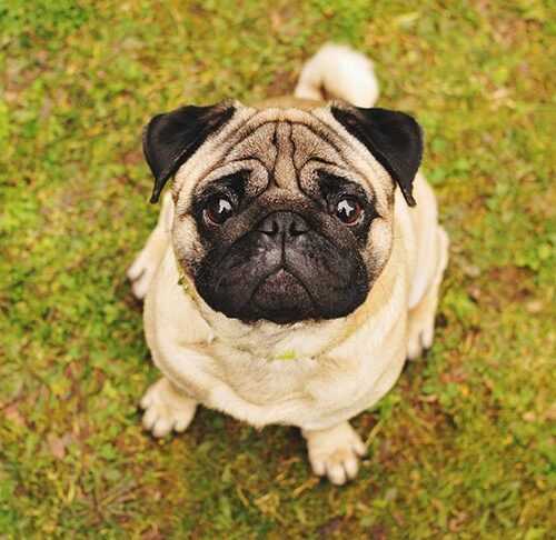 History and Origins of Pug Dog Breed