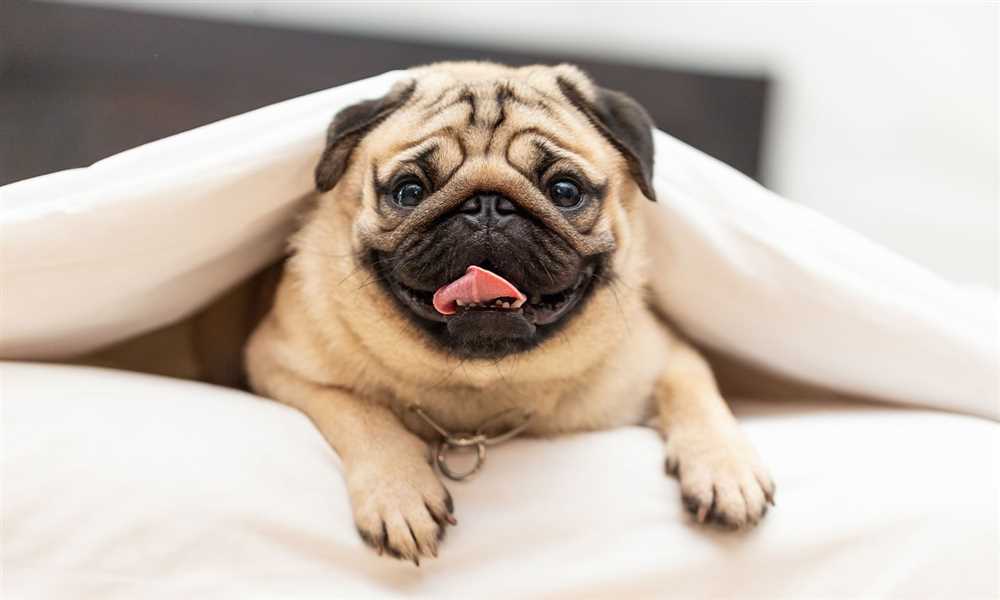 Exploring the Adorable Pug Dog Breed: A Picture Guide