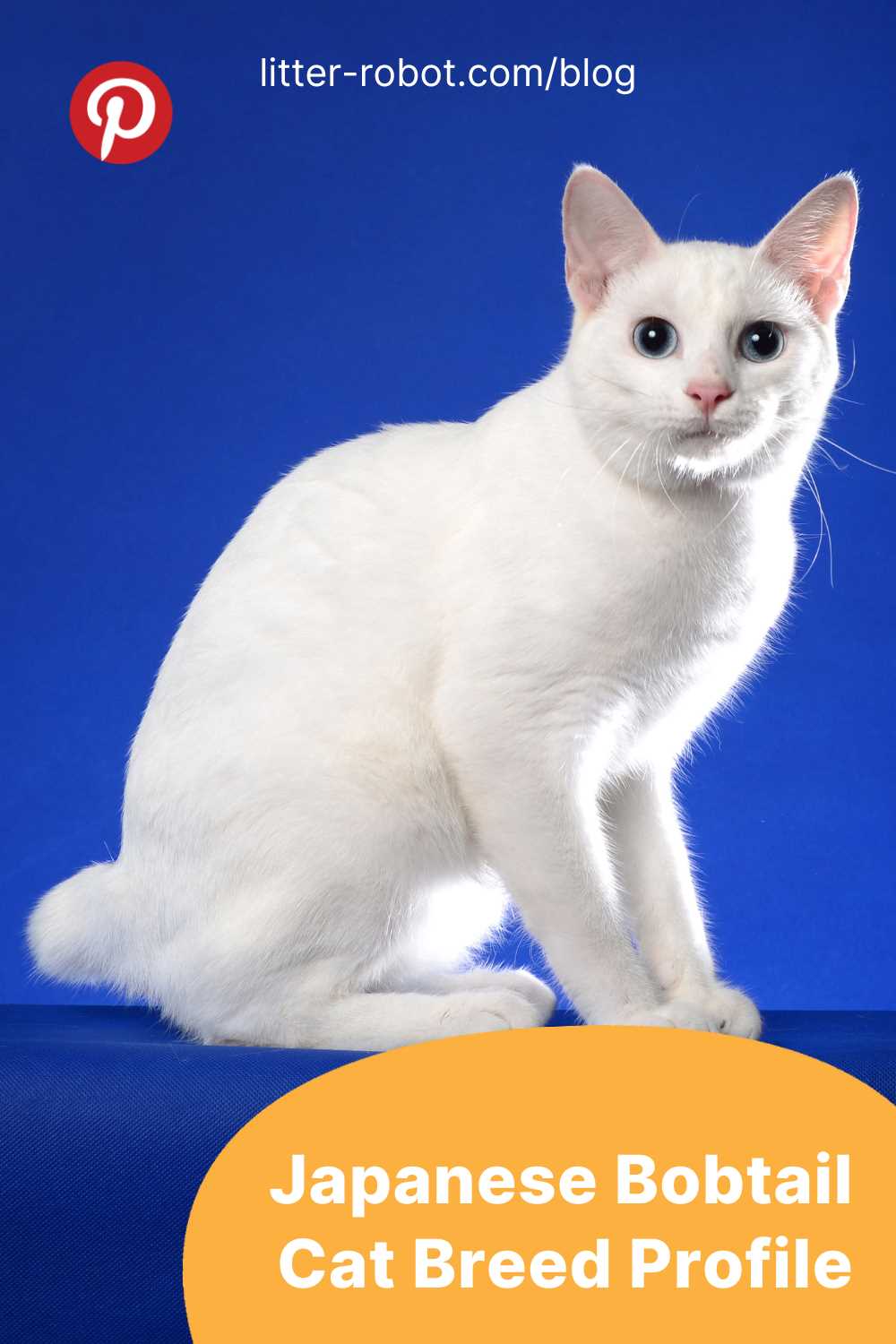 Exploring the Fascinating Charm of the Japanese Bobtail Cat Breed