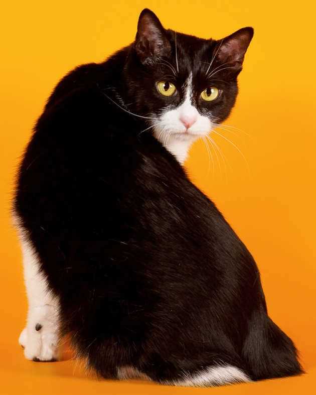 Exploring the Alluring Beauty of the Japanese Bobtail Cat Breed Through Pictures
