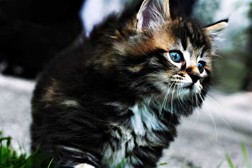 Exploring the Enchanting Qualities of the Norwegian Forest Cat Breed: A Captivating Expedition