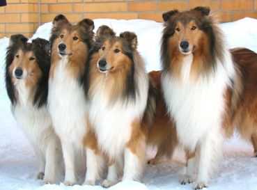 Exploring the Elegance of Collie Dog Breed: Gorgeous Pictures