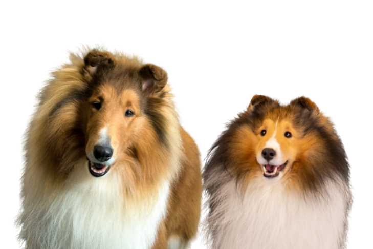 Discovering the Collie Breed