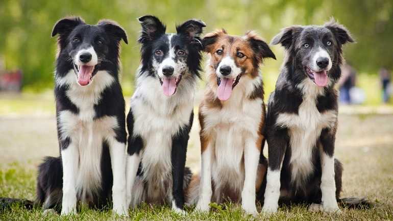 The History and Origins of the Border Collie Dog Breed