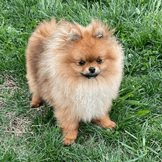 Exploring the Charming Pomeranian Dog Breed Through Captivating Pictures